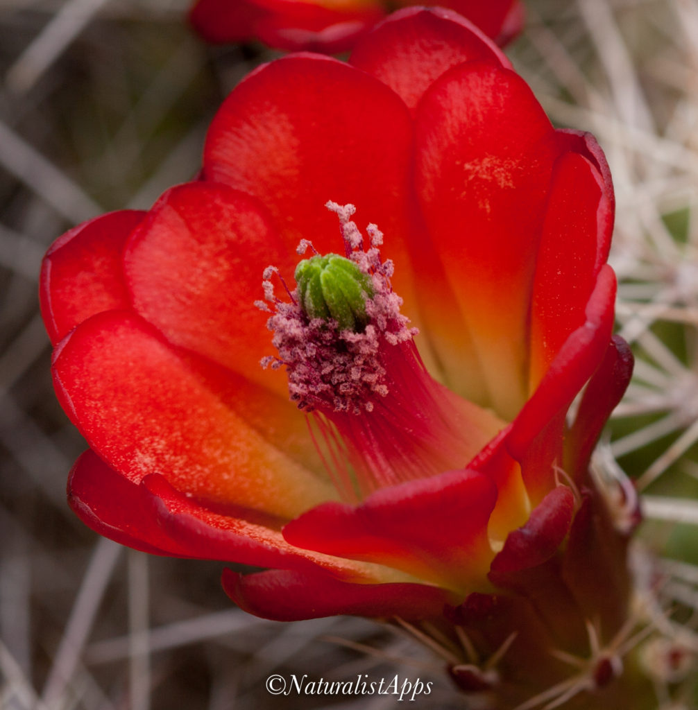 About Zion National Park Naturalist Apps